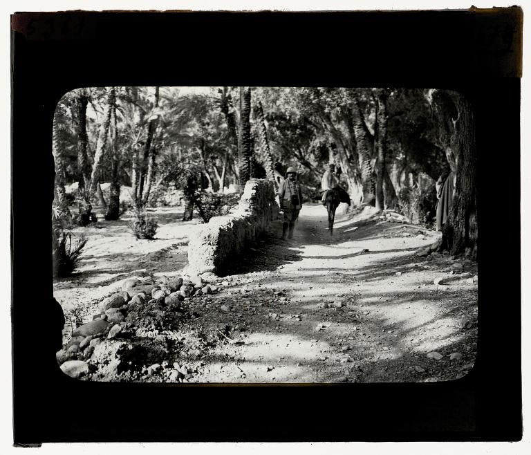 Palmeraie de Tagmout