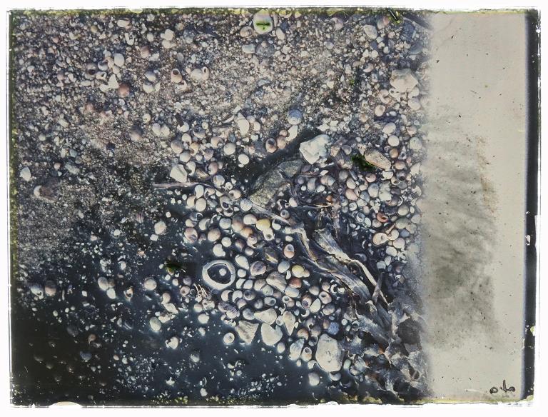 Laisse de mer