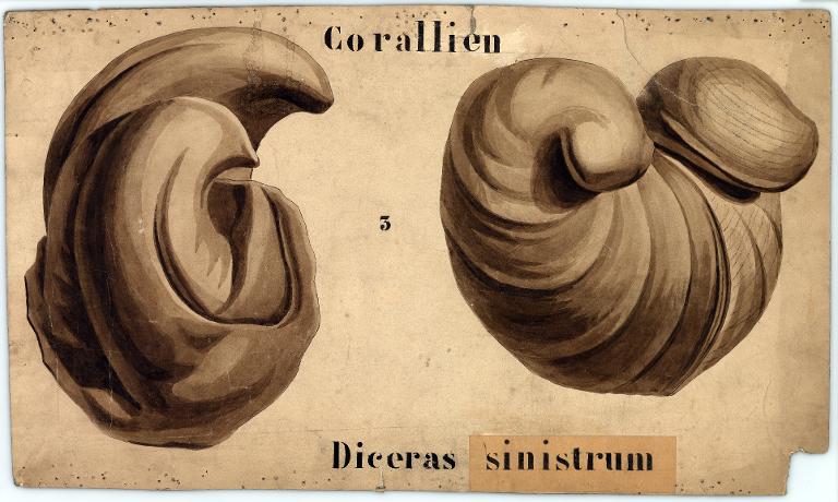 Diceras sinistrum