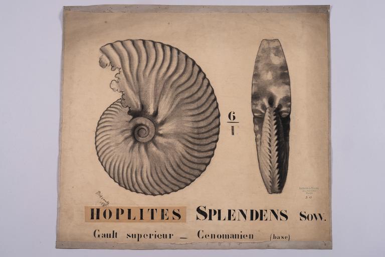 Hoplites splendens Sow.