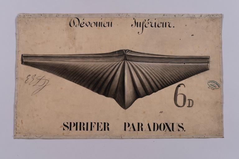 Spirifer paradoxus
