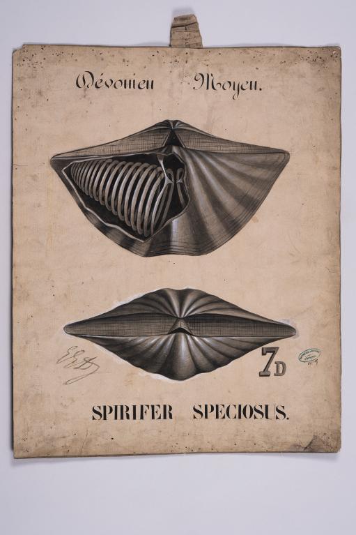 Spirifer speciosus