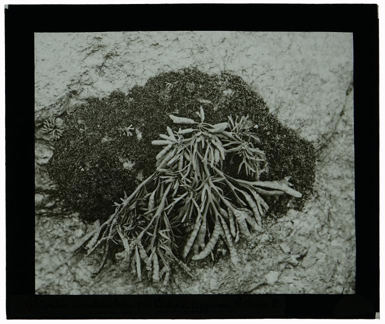 Pelvetia canaliculata sur Lichina pygmaea à l'est de Bloscon