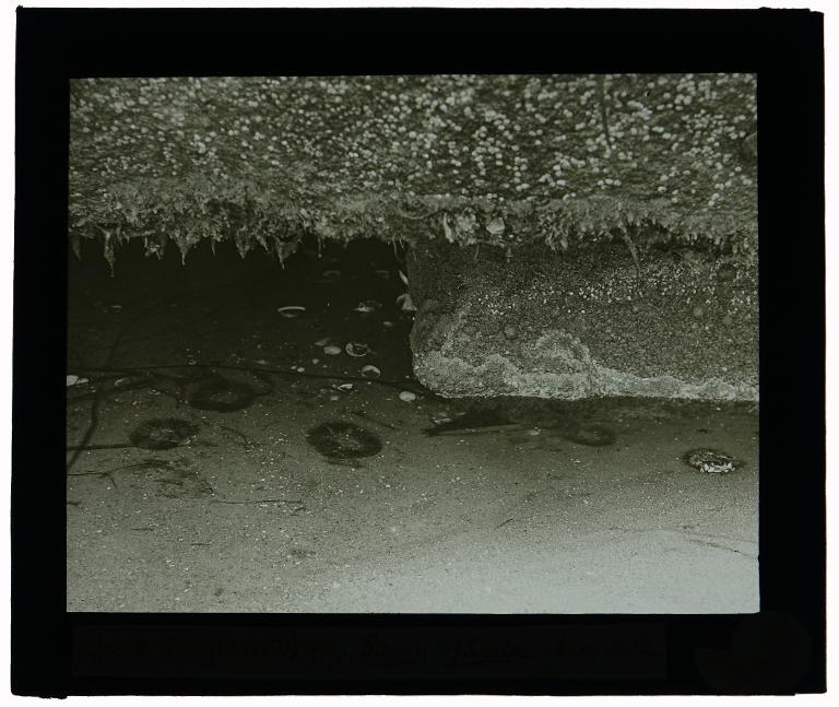 Grotte à Hydrozoaires et Bryozoaires, Cereus et Aplysia à Penpoull
