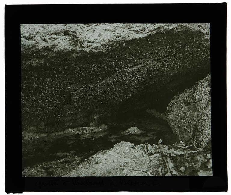 Grotte à balanes à l'est de Bloscon