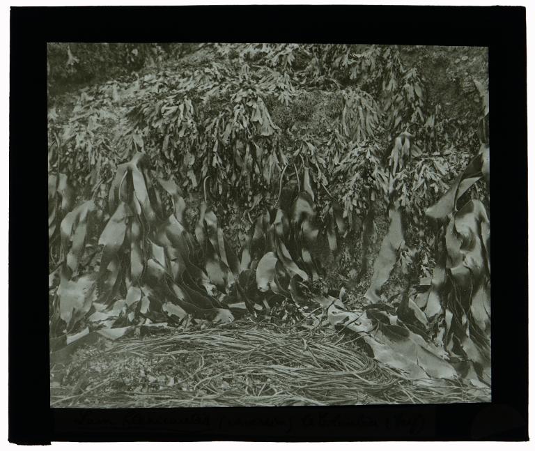 Laminaria flexicaulis