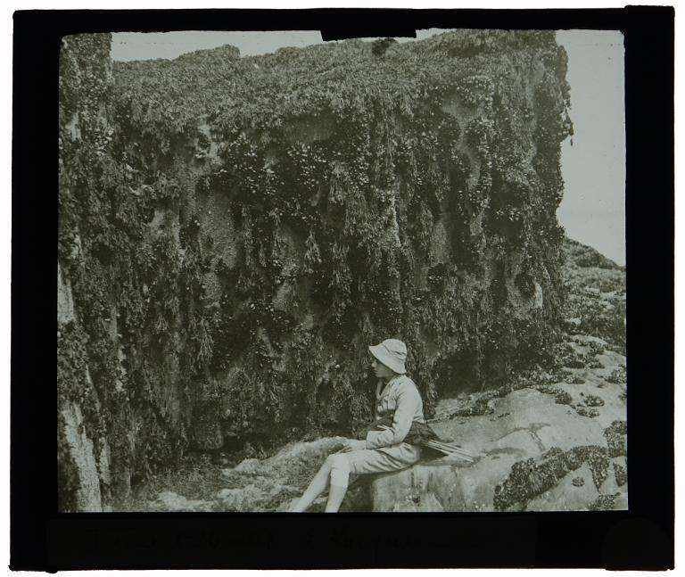 Fucus et moules à Locquirec