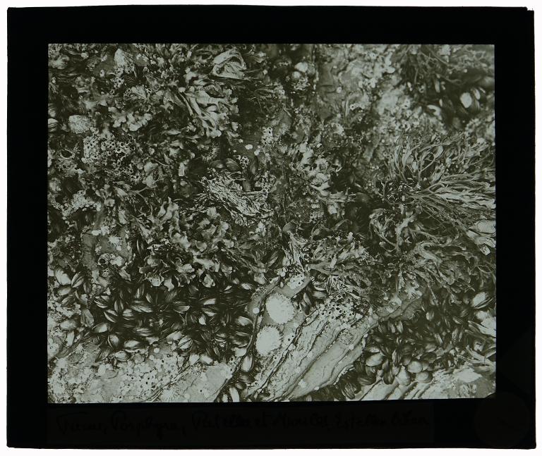 Fucus, porphyra, patelles et moules à Estellen bihan