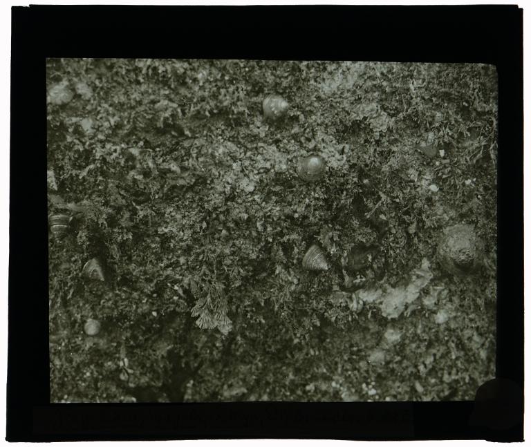 Zizyphinus, Bugula, Tethya et Diplosomoides sur l'île Callot