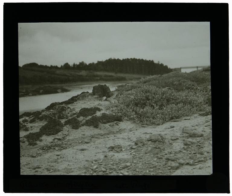 Pelvetia et Atriplex à l'Est de Penzé