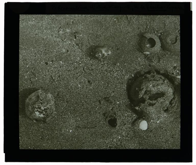 Echinocardium et Natica et sa ponte, trou de Peachia à Locquirec