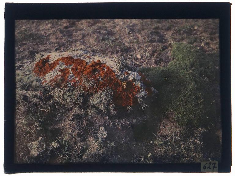 Lichen littoral