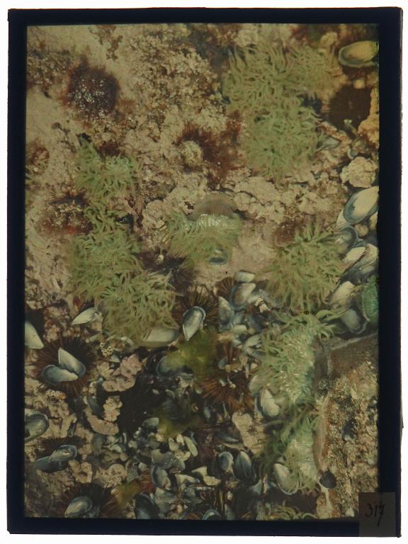 Cuvette rocheuse à basse mer (oursin Paracentrotus lividus et anémone Anemonia sulcata)