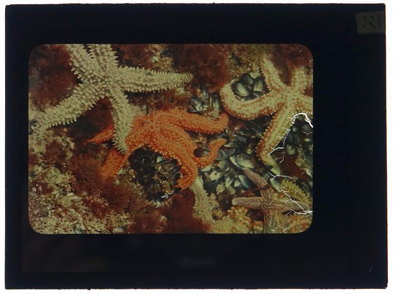 Cuvette rocheuse à basse mer
