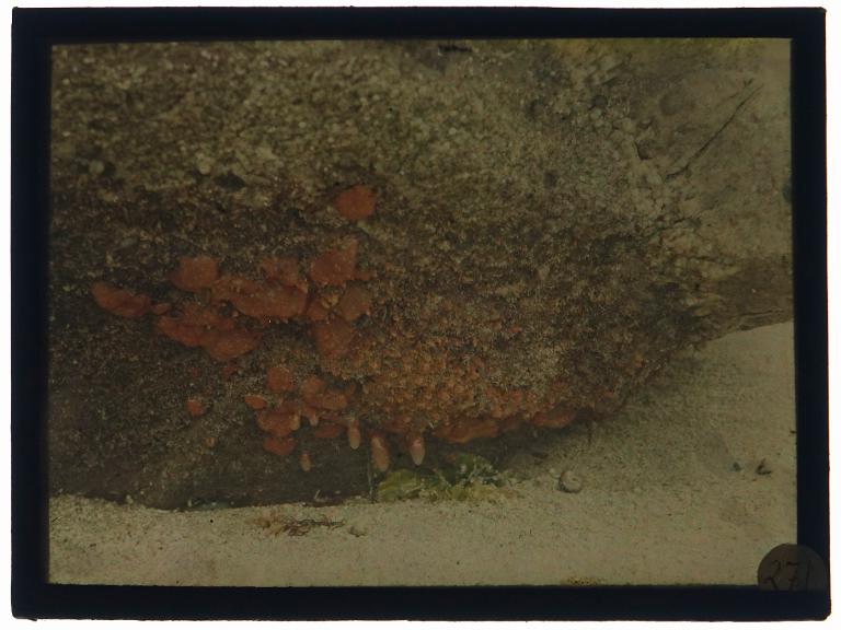 Dessous d'un rocher à basse mer