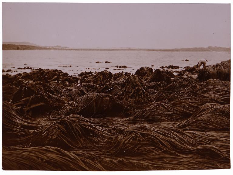 Paysage d'estran