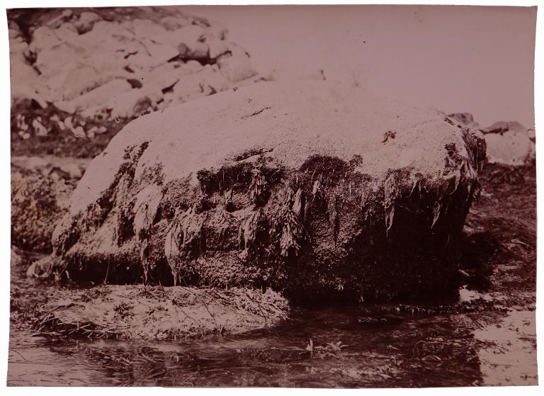 Paysage d'estran