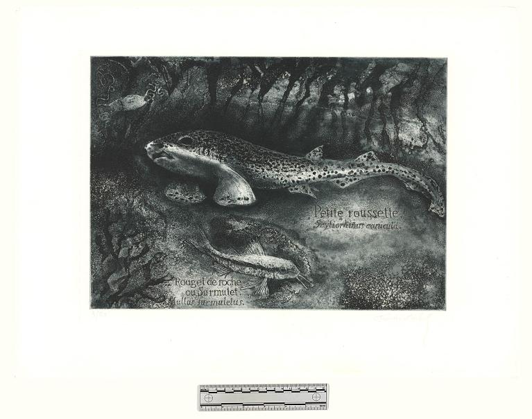 Petite roussette, scyliorhinus canicula - Rouget de roche ou Surmulet, Mullus surmuletus